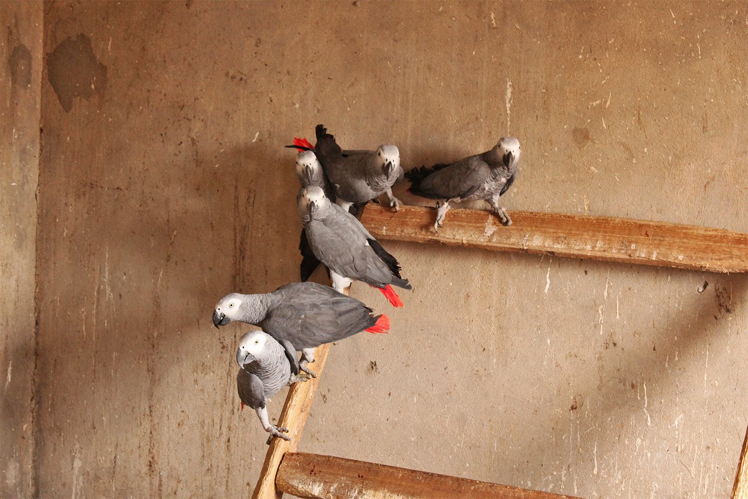 African gray parrots