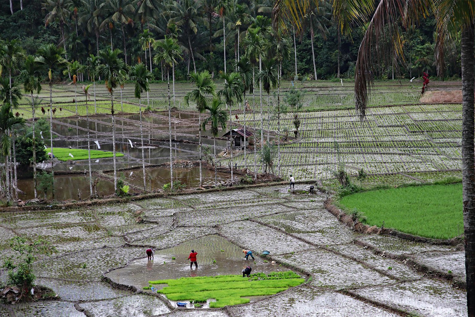 Farmers in Indonesia