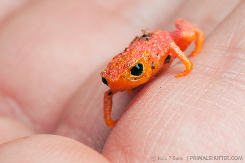 A Brachycephalus pitanga