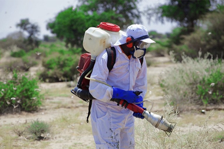 spraying of fungus-based biopesticides to kill locust swarms.