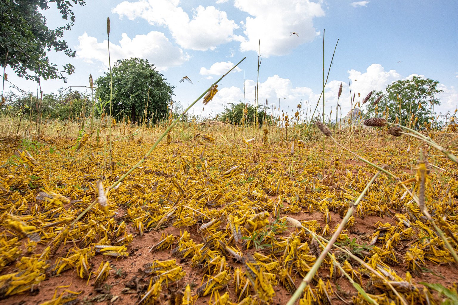 A locust swarm in East Africa. 