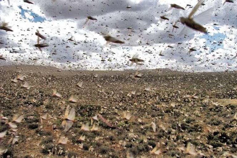 A swarm of locusts