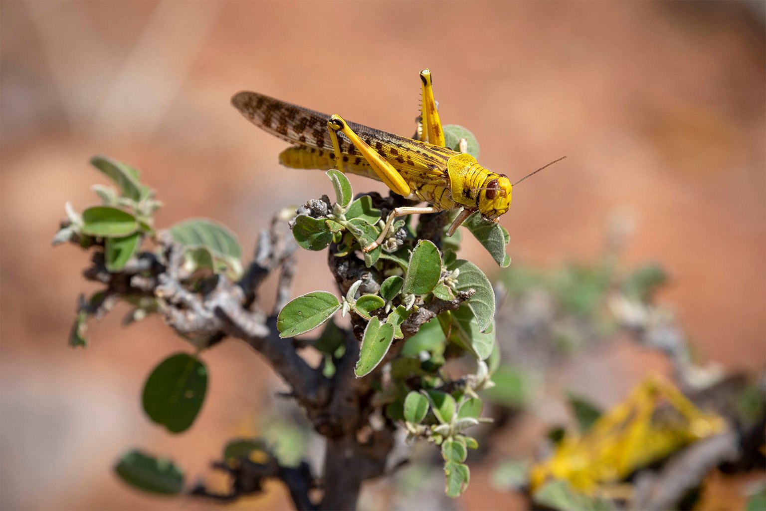 A desert locust feeding in Africa. 