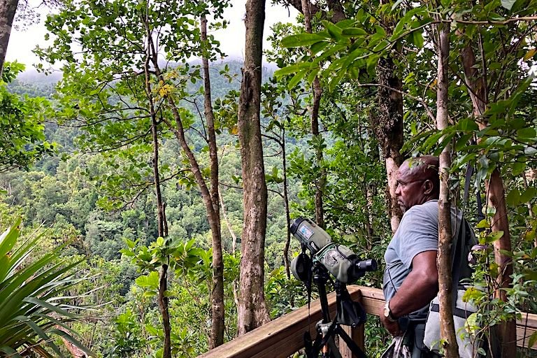 Bertrand Jno-Baptiste, a full-time birding guide in Dominica, stands at a viewpoint in Morne Diablotin National Park where he has shown thousands of birders their first imperial parrots. Image by Peter Kleinhenz for Mongabay. 