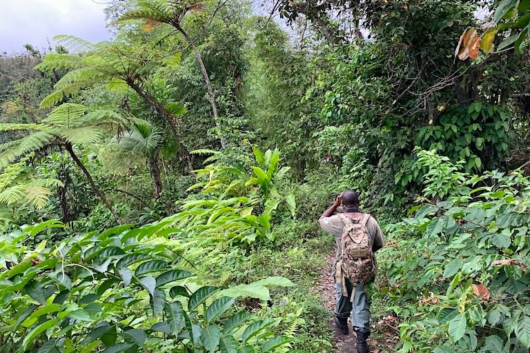 Glenroy “Peewee” Gaymes leads birding tourists down a trail on the flanks of Mt. Soufriére, where sightings of several endemic bird species are possible. Image by Peter Kleinhenz for Mongabay.