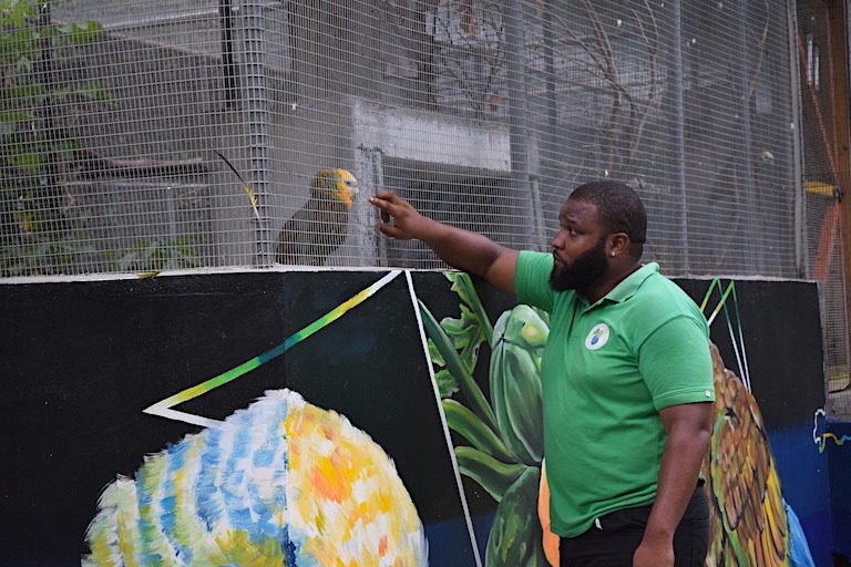 Fabian Young, a caretaker of the St. Vincent parrots at the Nicholls Wildlife Complex, with one of the 31 birds under his care. Image by Peter Kleinhenz for Mongabay.