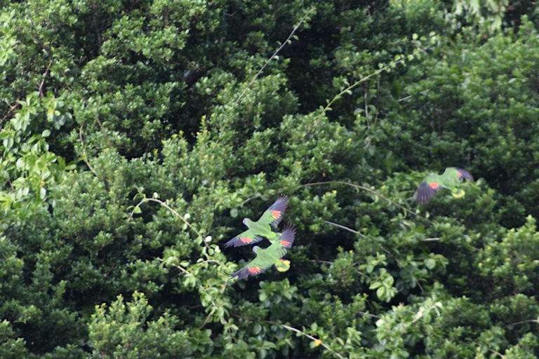 Three endemic red-necked parrots over intact, primary forest protected within Morne Diablotin National Park in Dominica. Image by Peter Kleinhenz for Mongabay.