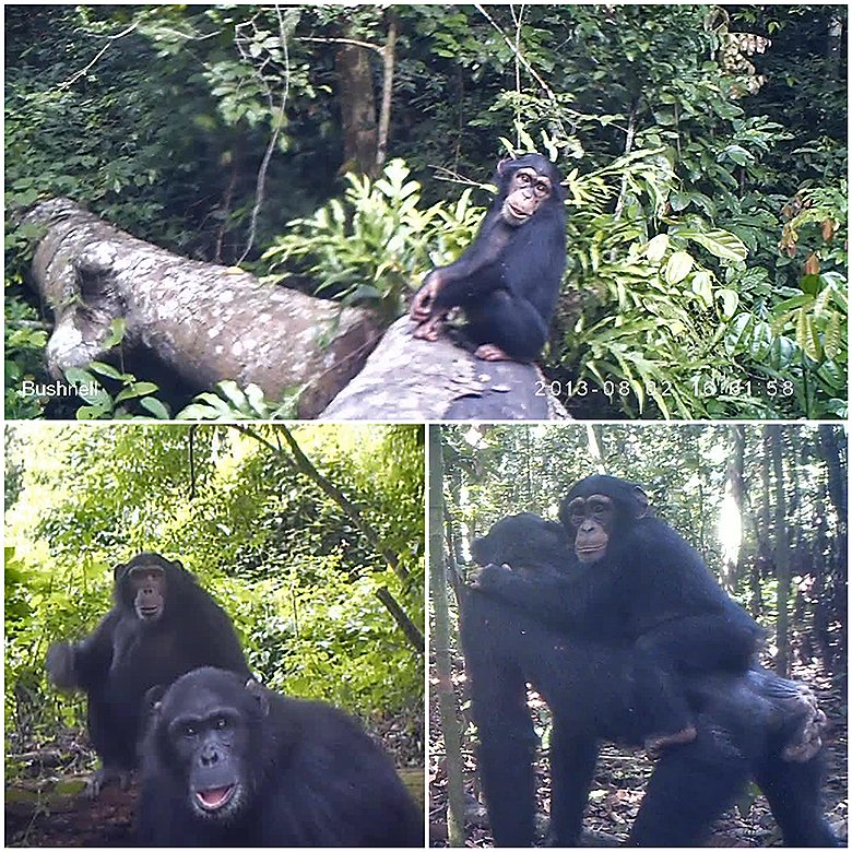 Photo composition of wild chimpanzees.