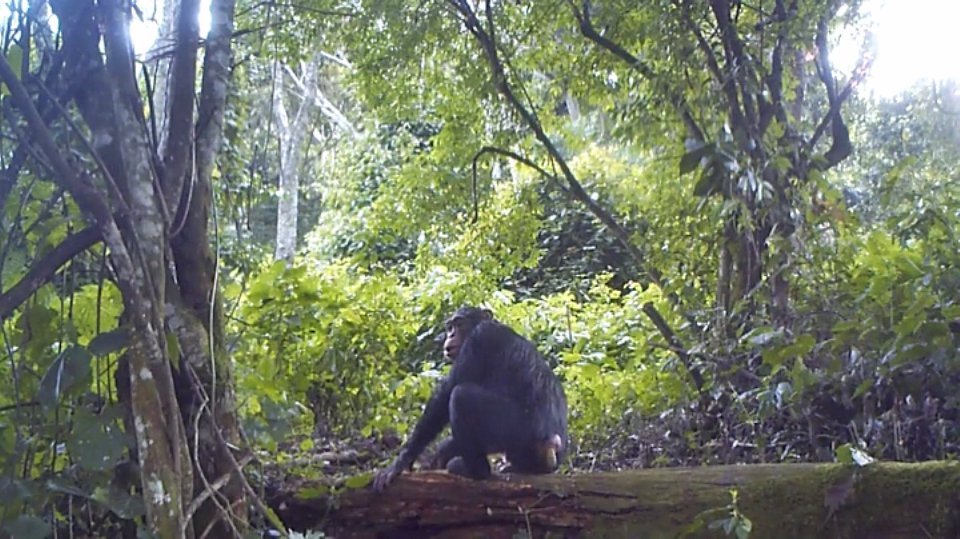 Wild chimpanzee defecating.