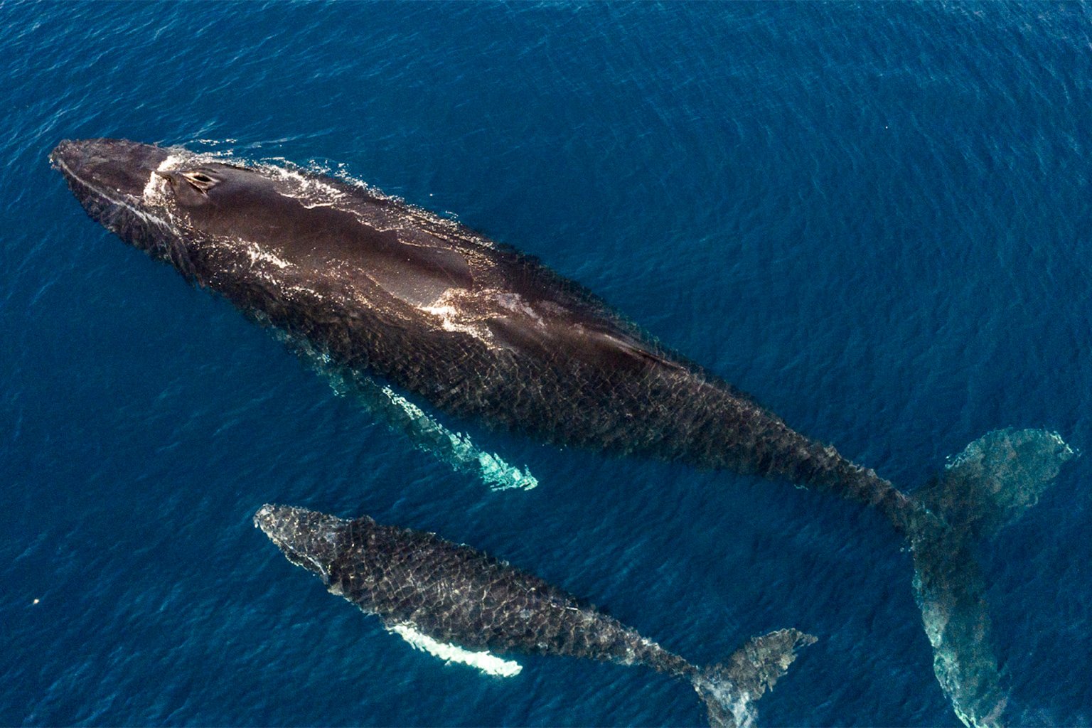 Whales in the ocean