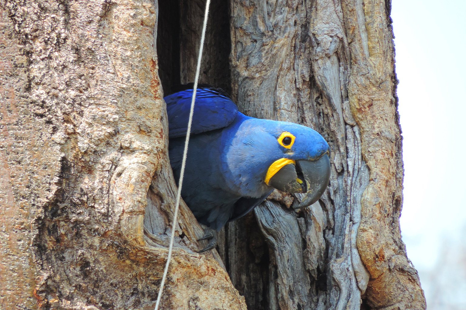 Hyacinth-macaw-in-tree-cavity