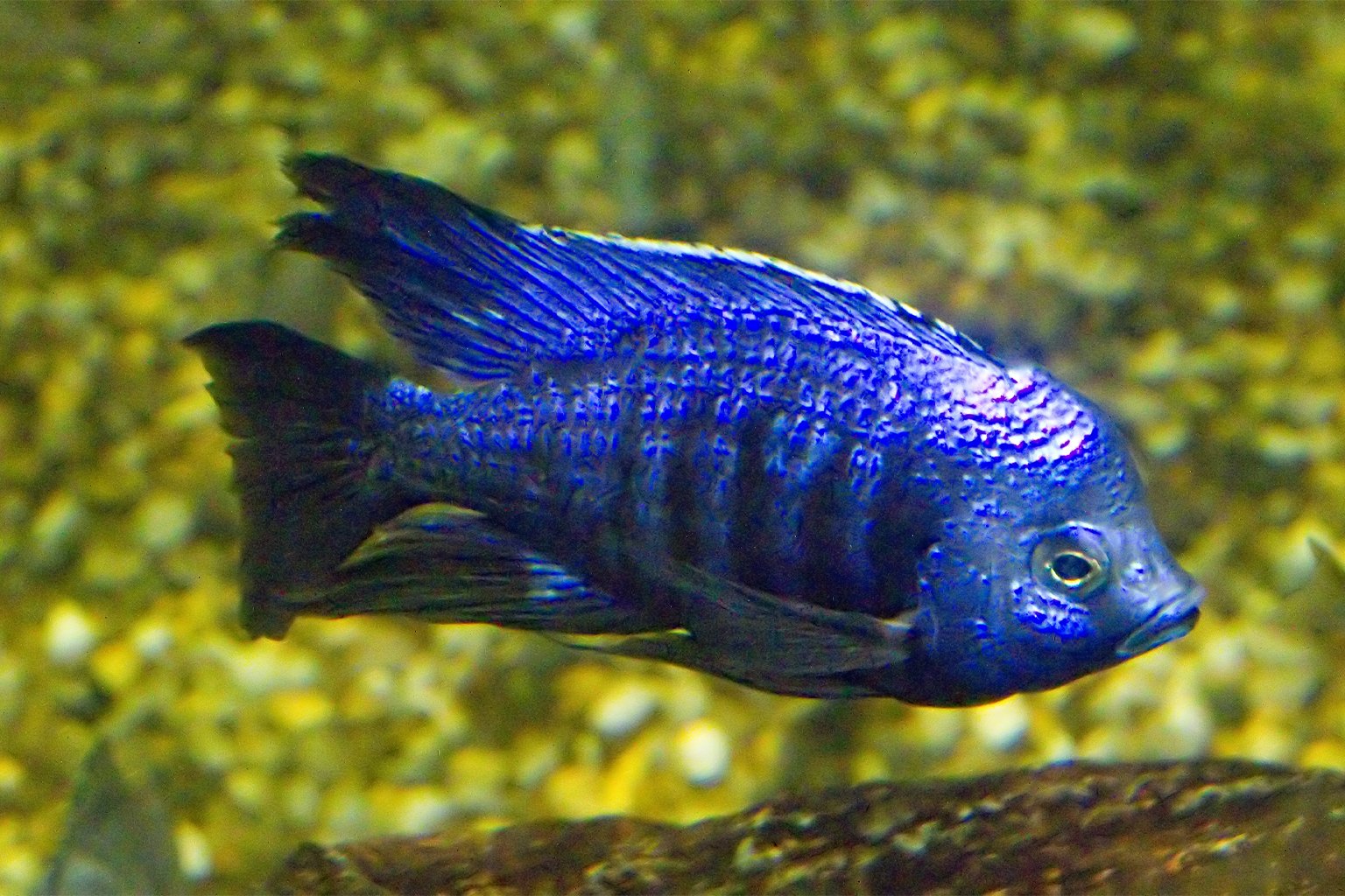 utaka, Copadichromis azureus
