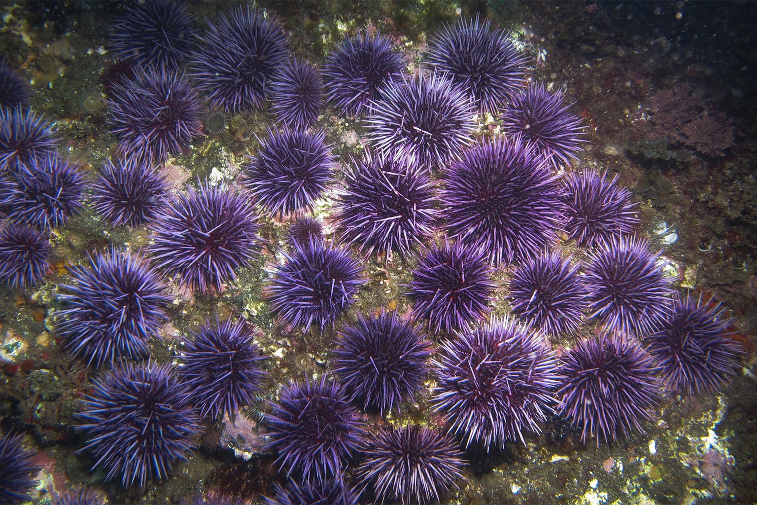 Purple Sea Urchins