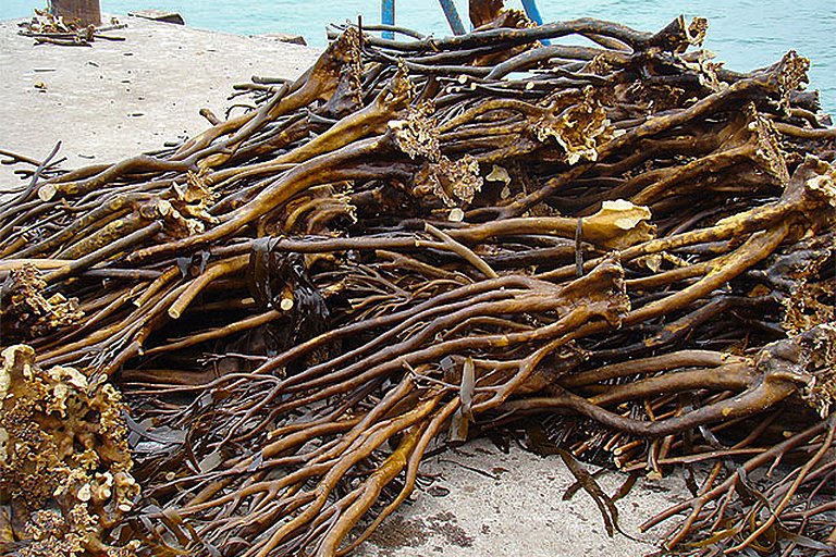 Lessonia trabeculata is common along the coastline of Chile 