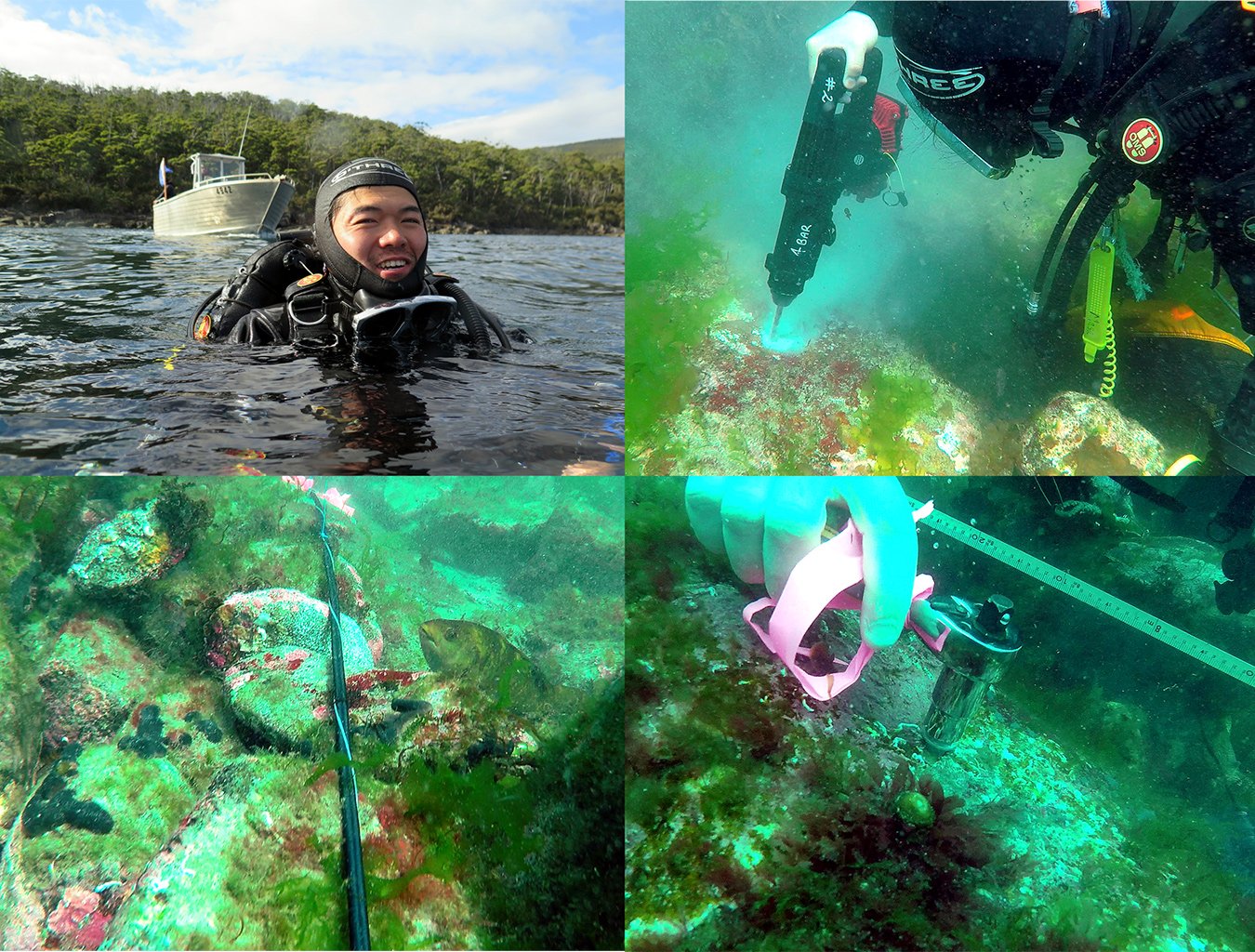 Outplanting “super kelp.”