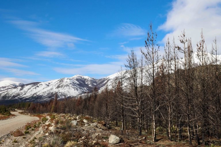 Dense stands of invasive pines in Cuesta del Ternero that burned in January 2021. Image courtesy of Denali DeGraf.