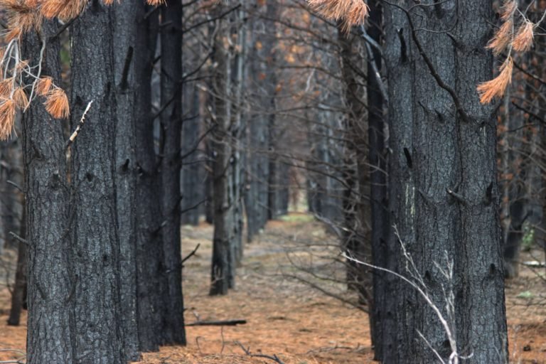 Plantations in Cuesta del Ternero that burned in January 2021. Image courtesy of Denali DeGraf.