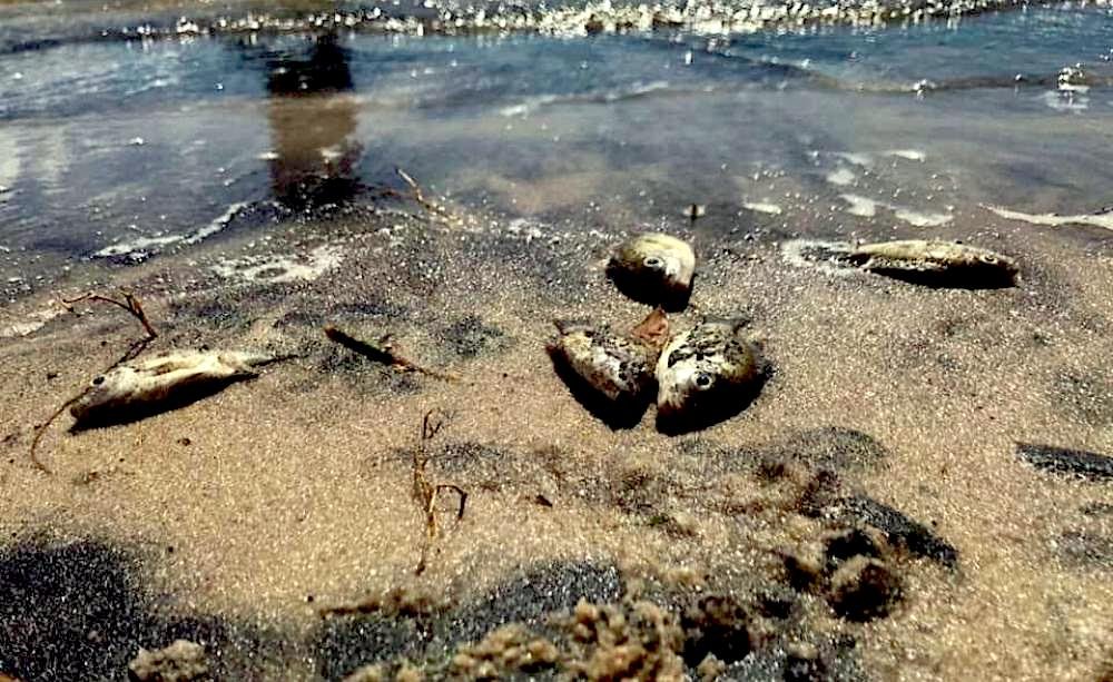 Fish killed by a tailings dam breach. Photo courtesy of Andrew Lees Trust.