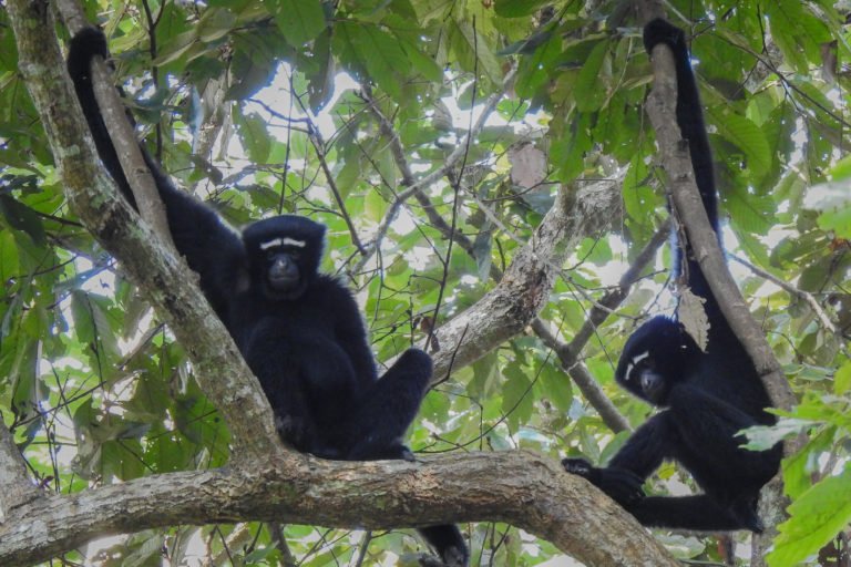 Western hoolock gibbons