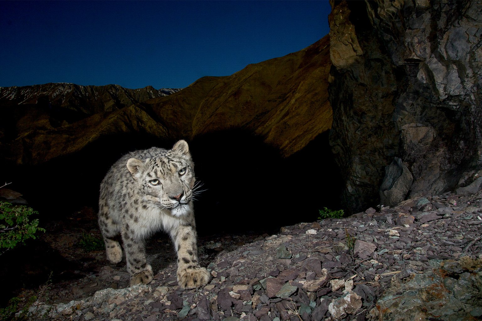 A snow leopard.
