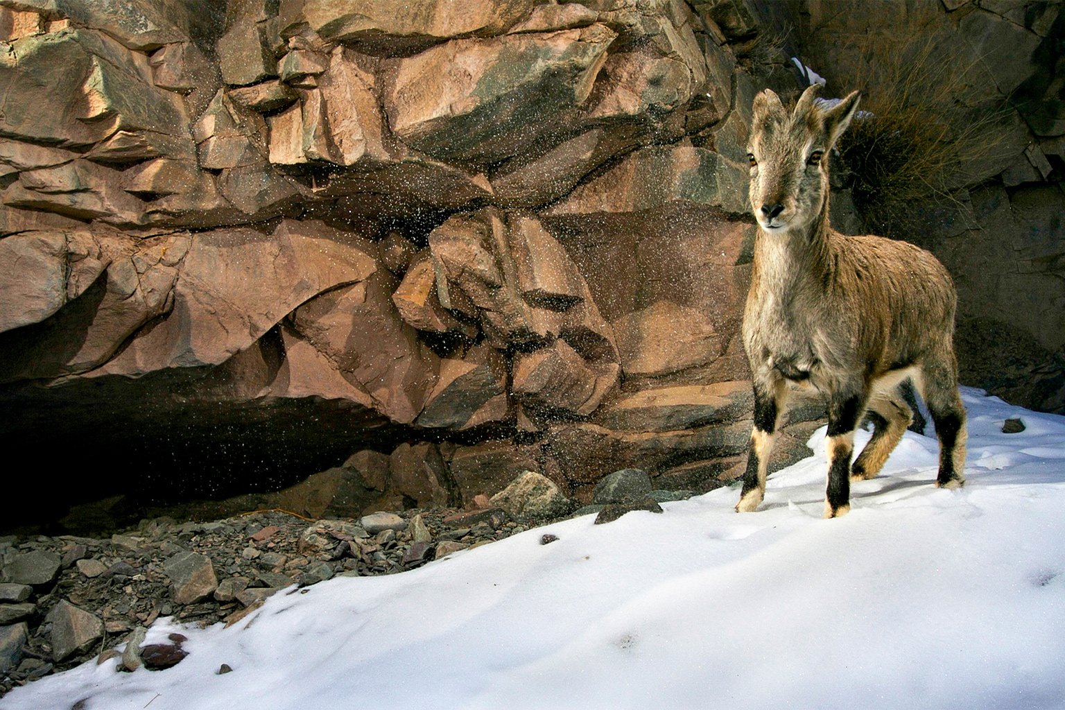 The bharal (Pseudois nayaur)