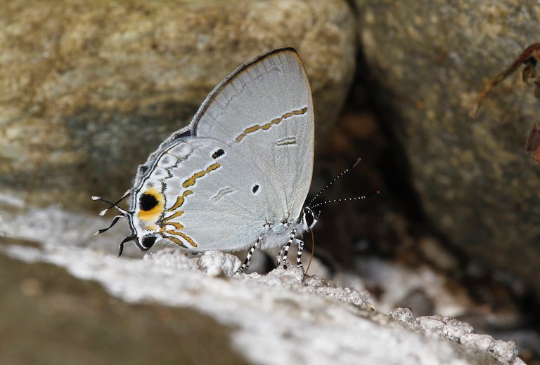 The banded tit (Hypolycaena narada) is a a new-to-science butterfly species discovered in 2015 in Namdapha, and is known to feed primarily on bird-droppings along cool streams in the forest. Image by Krushnamegh Kunte via Wikimedia Commons (CC 3.0).