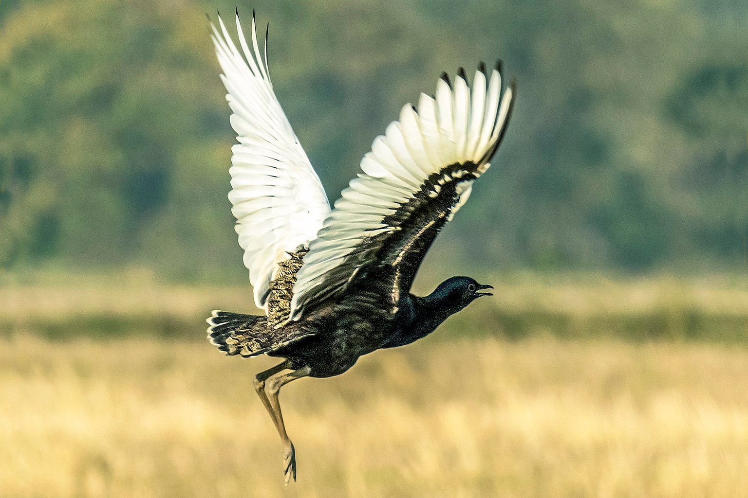 Bengal floricans (Houbaropsis bengalensis)