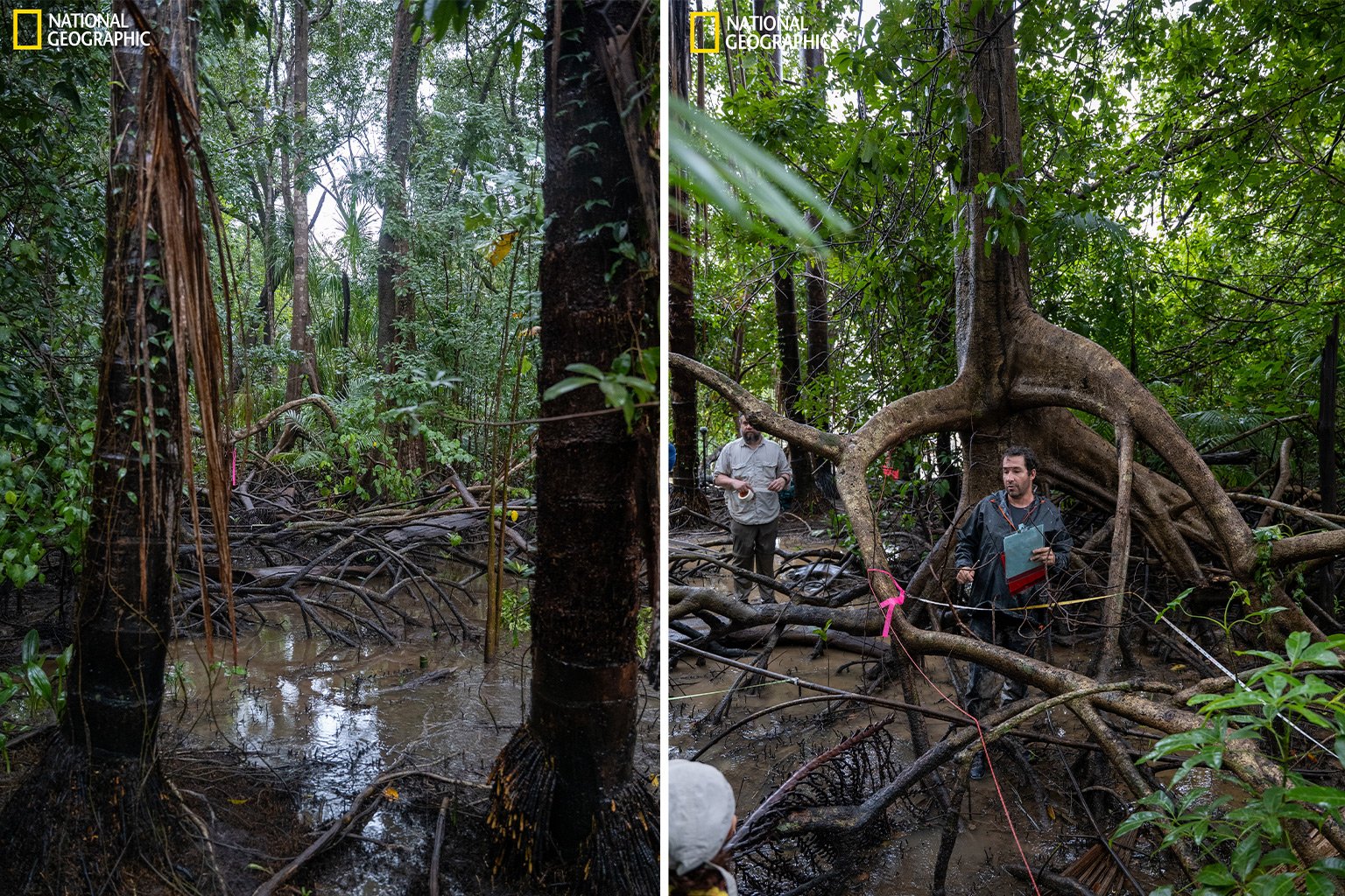 View of mangroves.