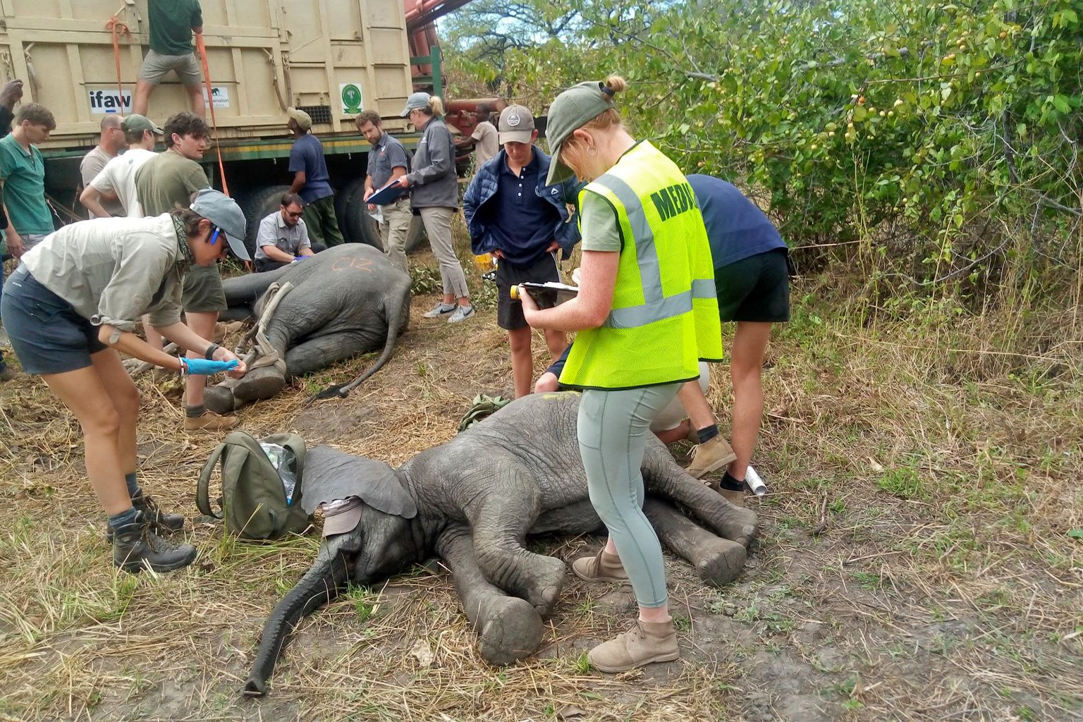 The ground team of veterinarians and conservationists collect data and prepare the animals.