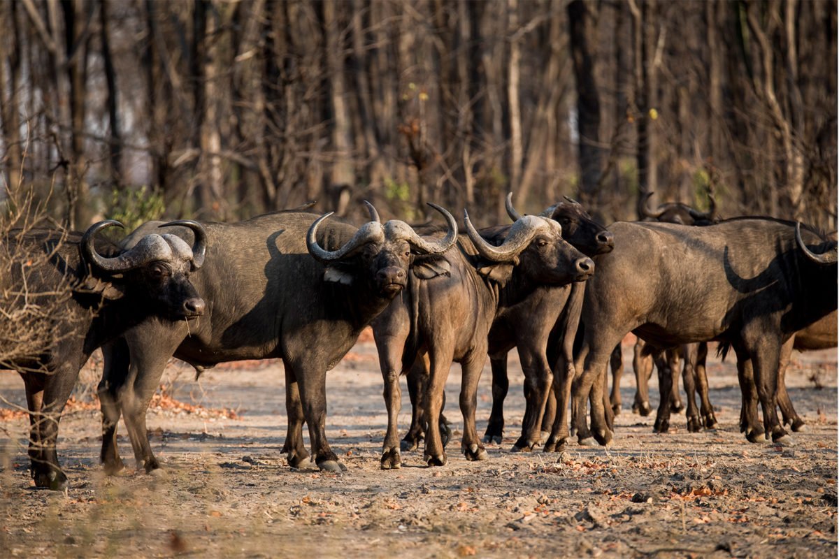 Buffalos at Liwonde National Park, Malawi.