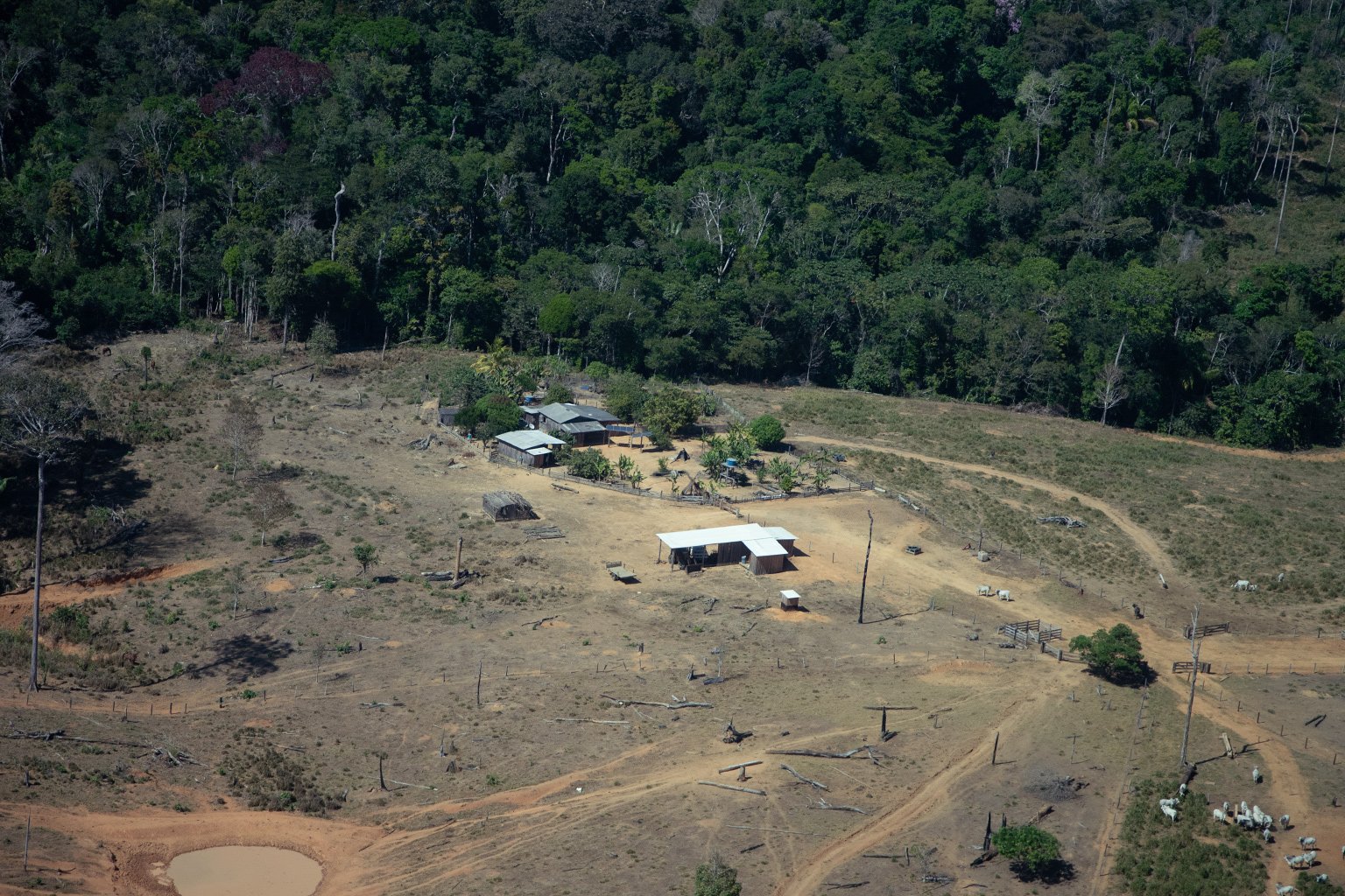 Illegal deforestation within the Piripkura Indigenous Territory