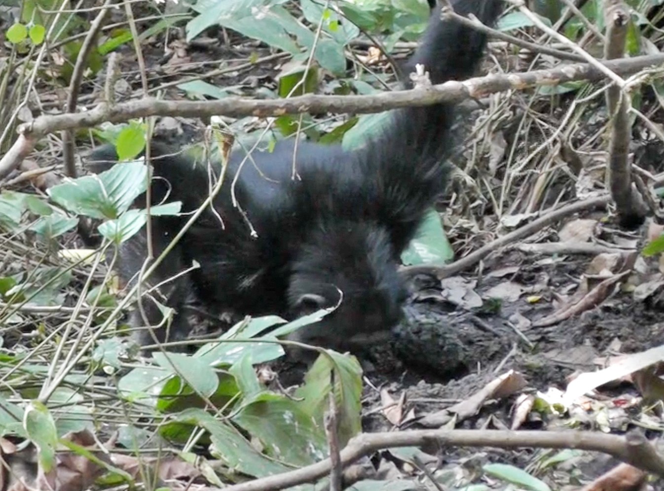 A chimpanzee peers into the hole it's just dug.