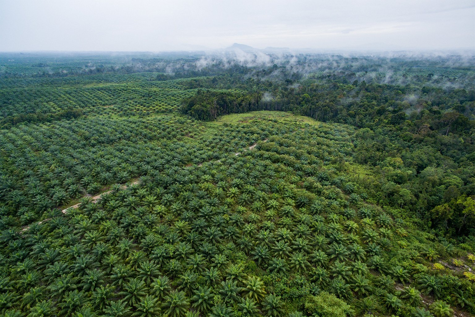 Palm oil plantations in West Kalimantan, Indonesia. 