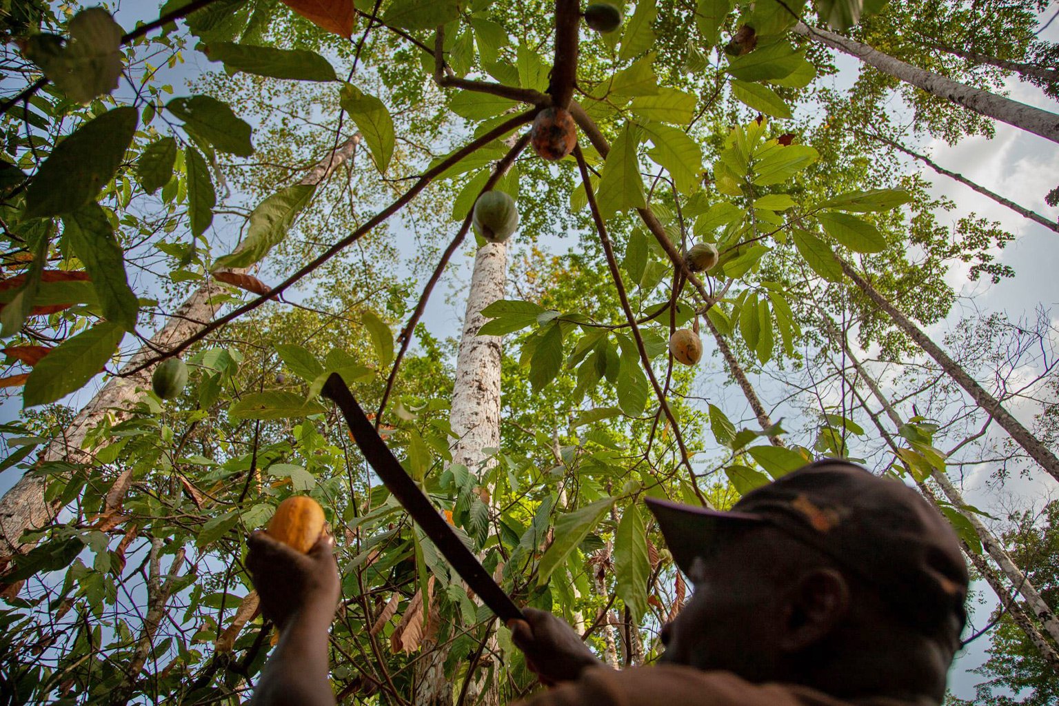 Cocoa Agroforestry