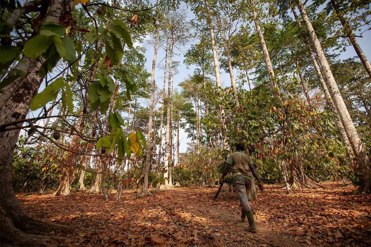 Cocoa Agroforestry