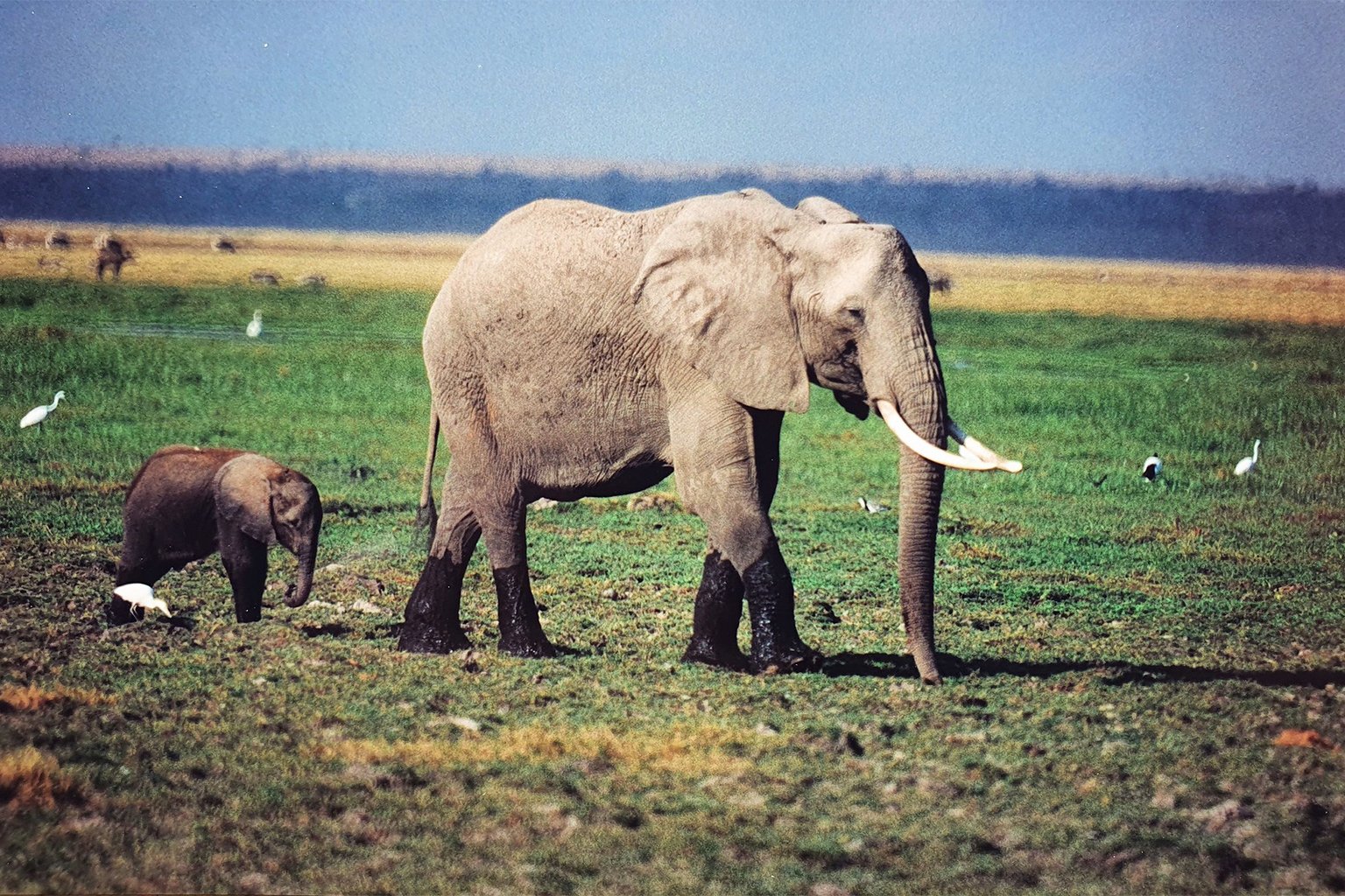 Côte d’Ivoire’s once abundant forest elephant populations have declined dramatically along with the country’s shrinking forest cover.