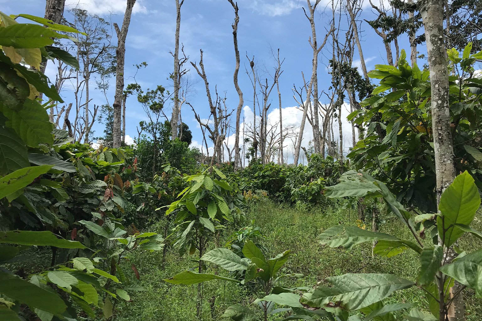 Very young cocoa saplings growing in a sea of dead trees in the protected area of Cavally, Côte d’Ivoire.