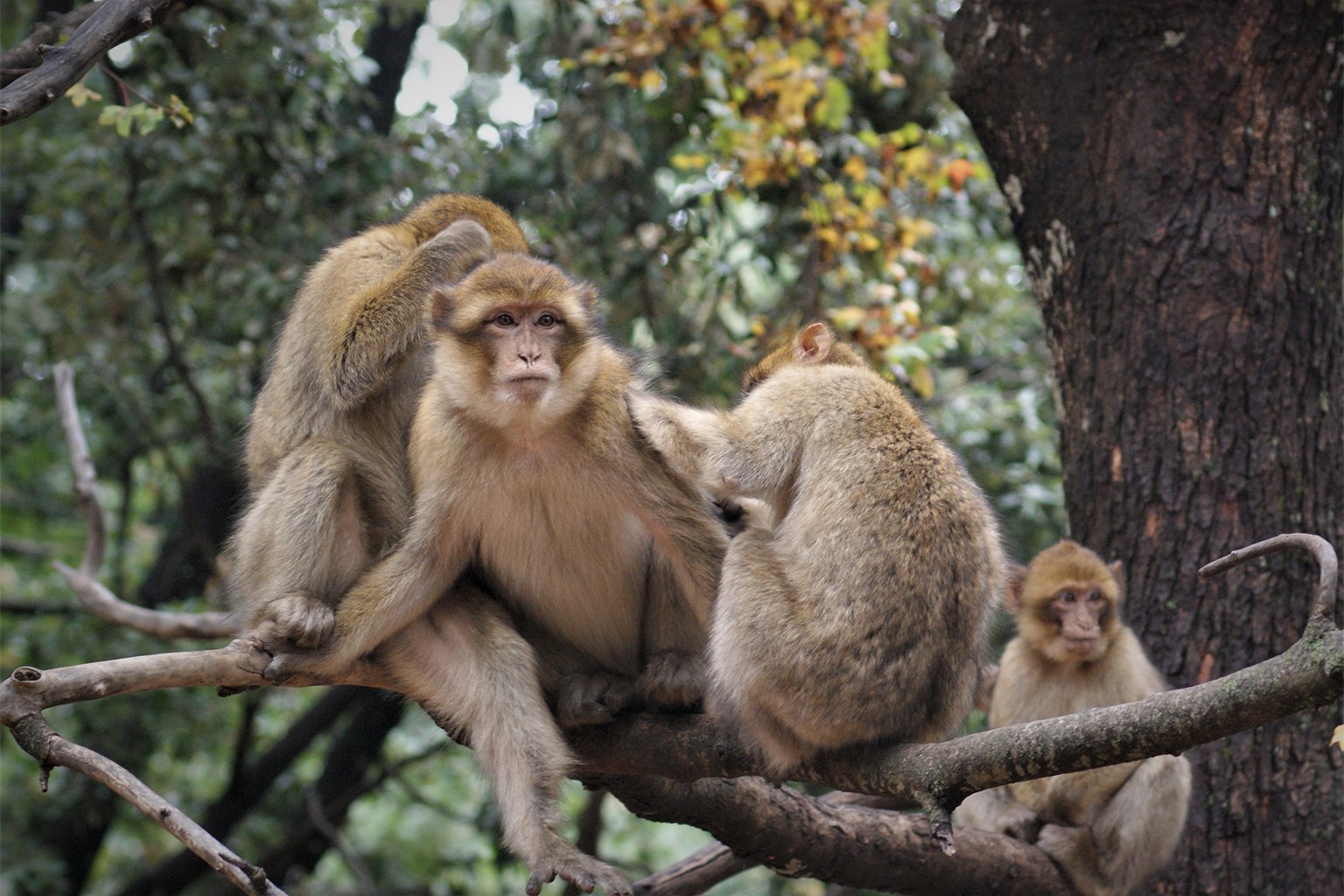 Barbary macaques