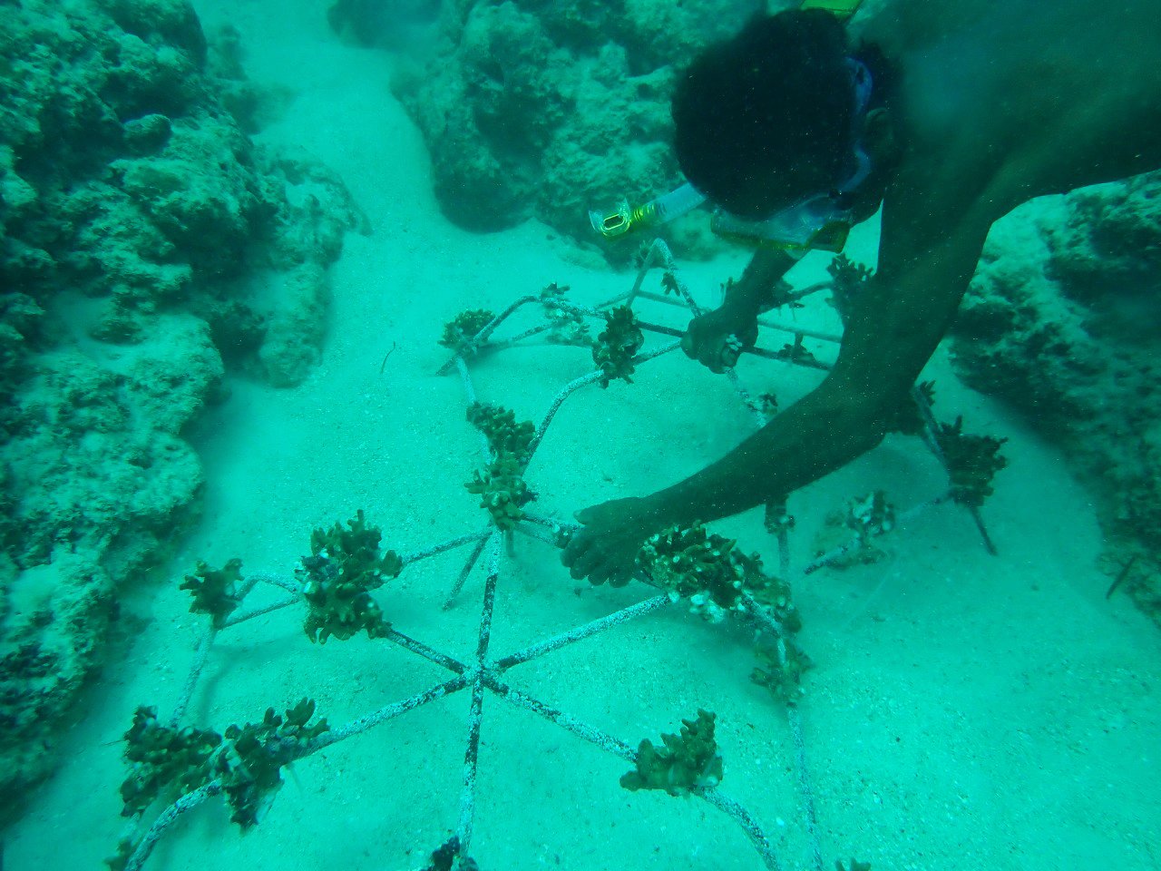 Rehabilitation of coral reefs in commemoration of Coral Triangle Day 2022 in Oesina Beach.