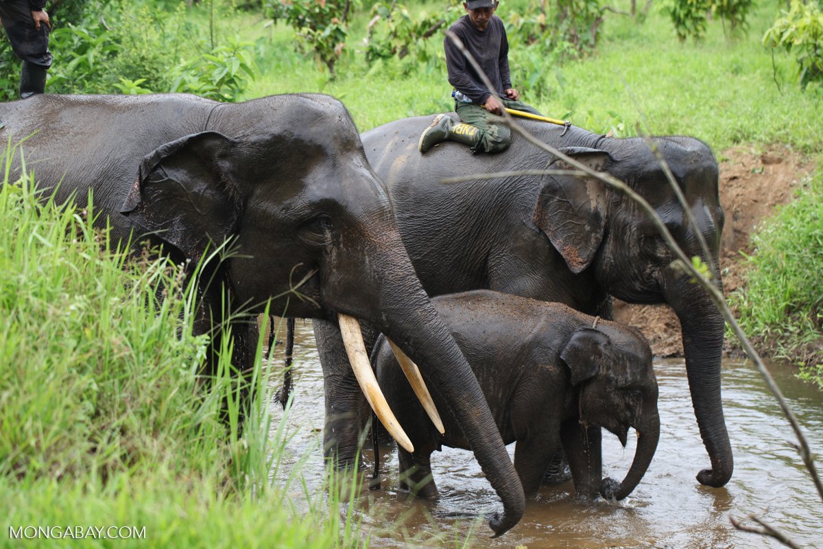 Sumatran elephants bathing in a river.