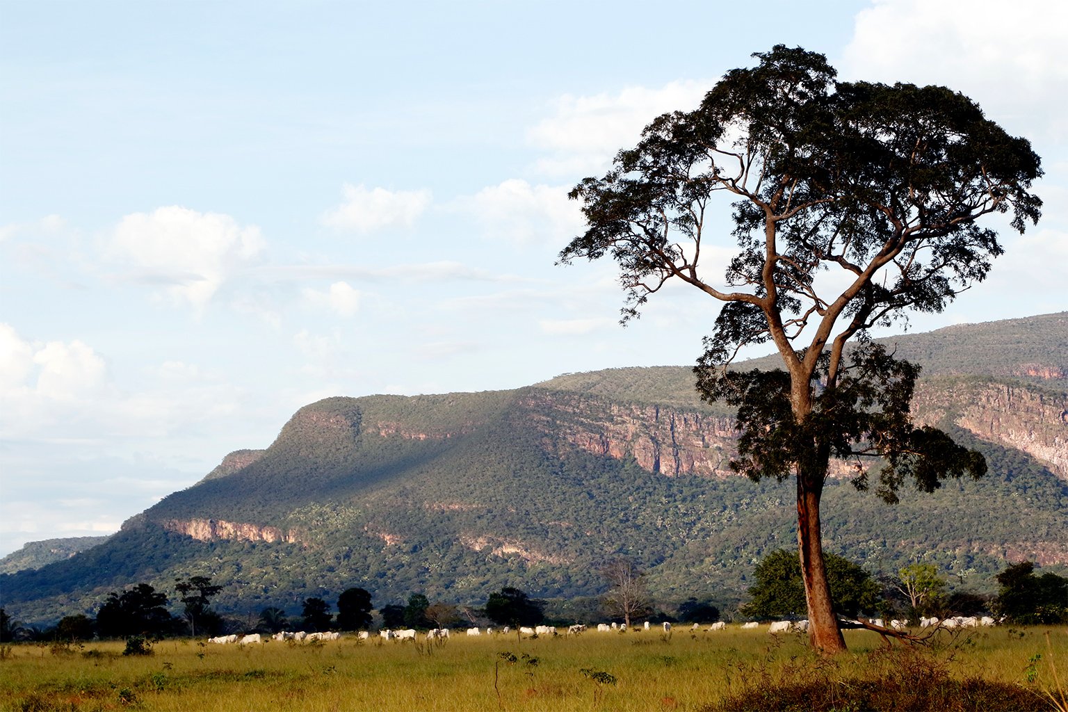 Extensive cattle ranching in Mato Grosso