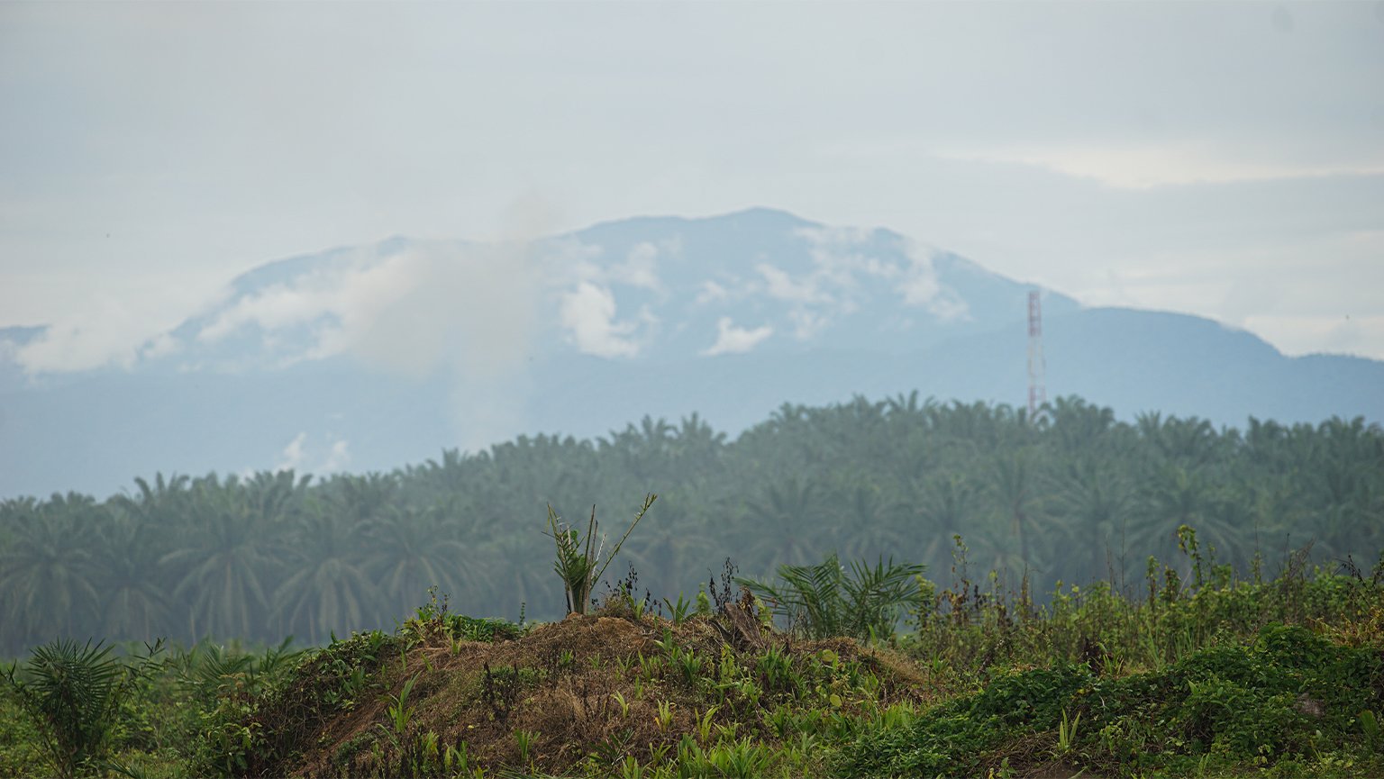 Mount Leuser as seen from Cot Girek.