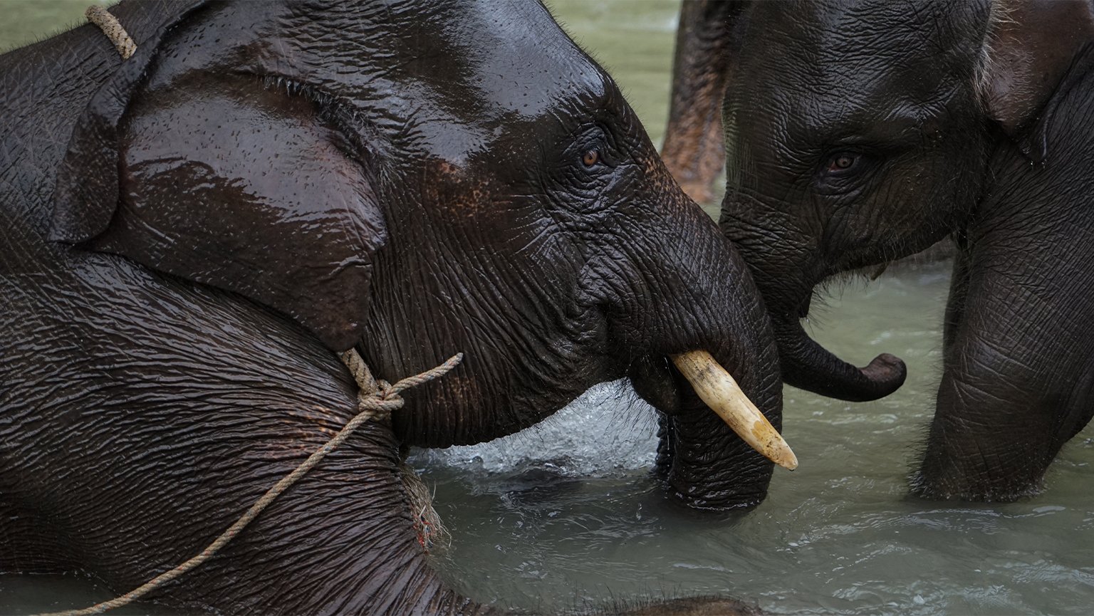 Young captive Sumatran elephants in Tangkahan, North Sumatra.