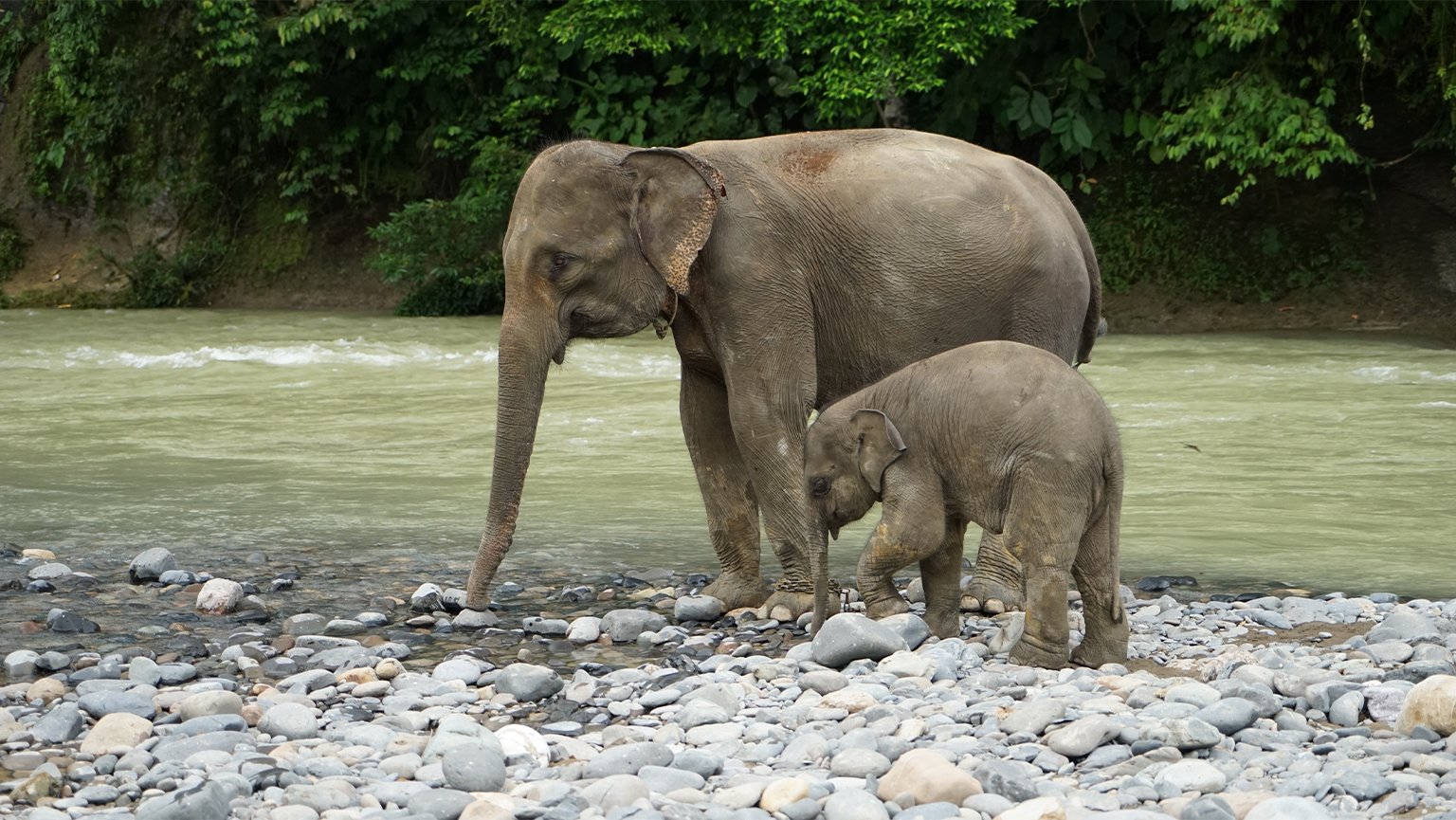 A captive elephant mother and her cub in Tangkahan, North Sumatra