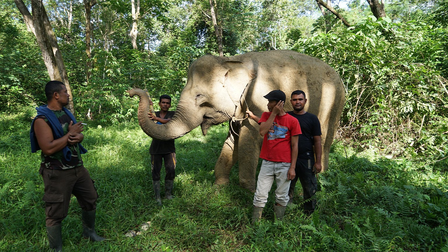 Conservation Response Unit team in Cot Girek pose while also trying to control Marni the elephant.