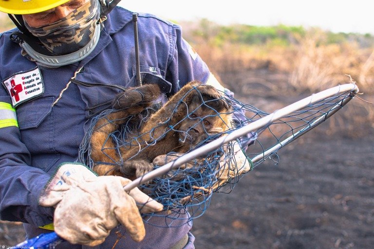 The Pantanal's wildlife can become casualties of intensifying fires. This rescued Azura's capuchin (Sapajus cay) is luckier than many. Image by Gustavo Figueiroa/SOS Pantanal.