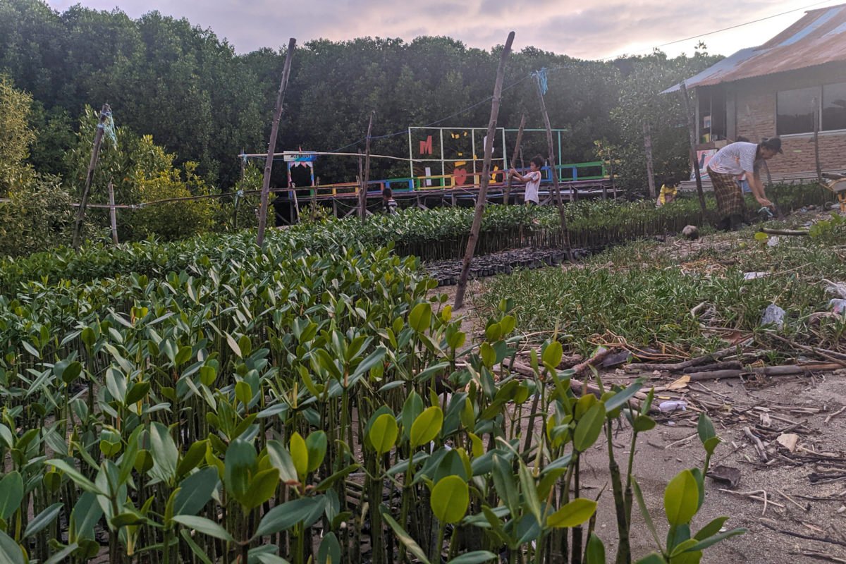 The Mangrove Learning Center nursery in Majene. 