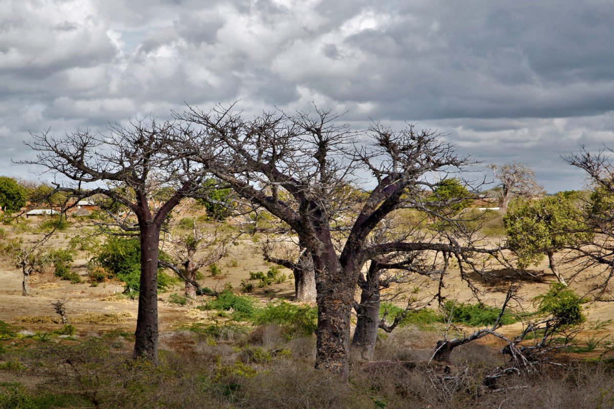 Salty water seeping into streams has killed trees.