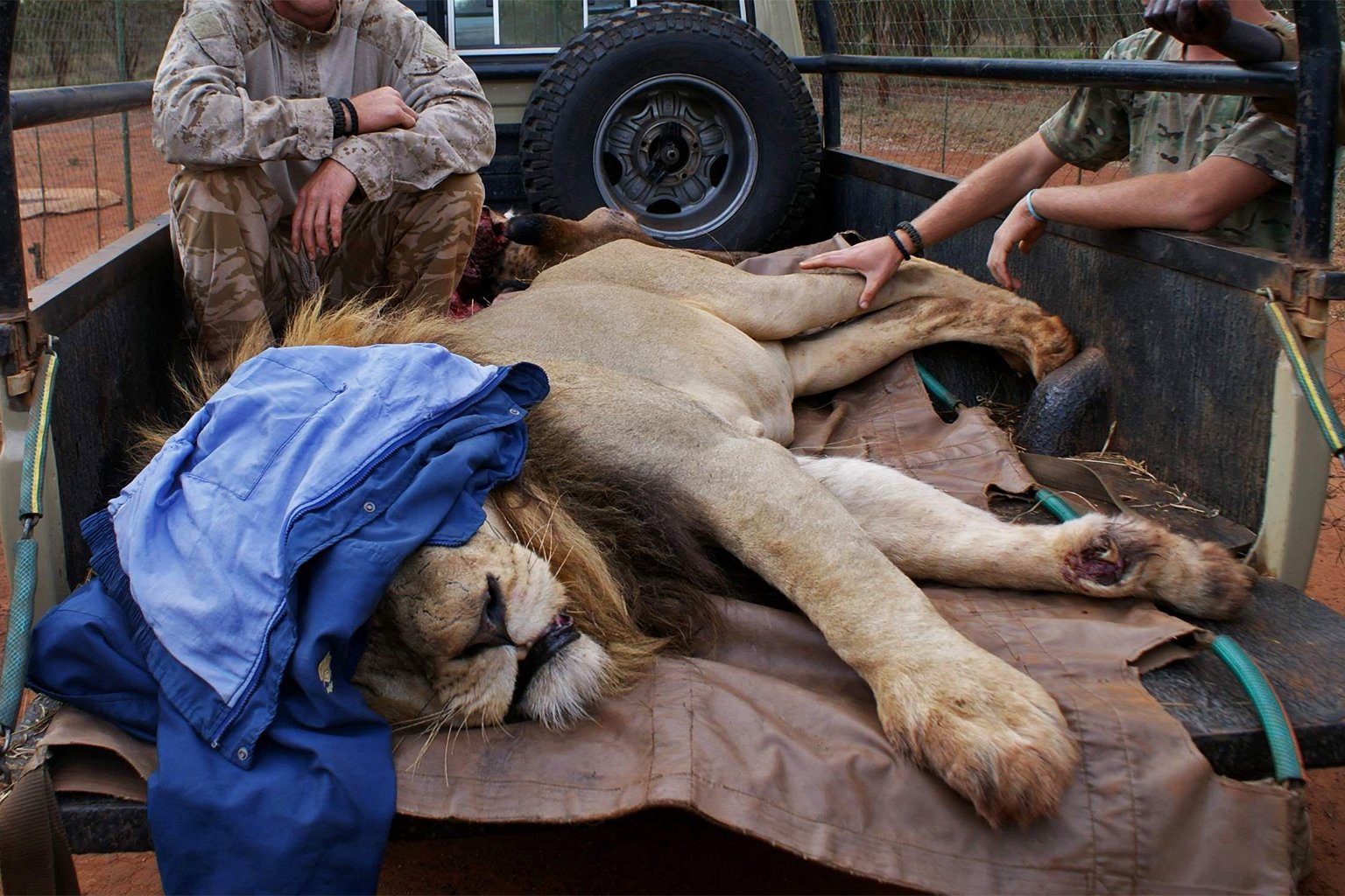 Sedated lion at SanWild, with foot badly lacerated by a snare