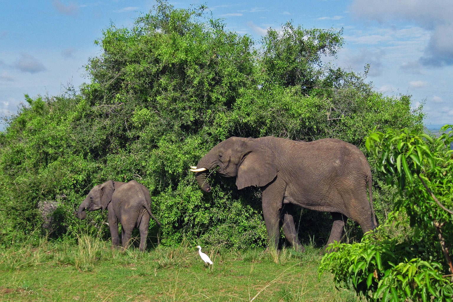 Elephant with injured trunk, victim of poachers
